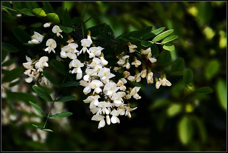 离开菊花哥 第47页