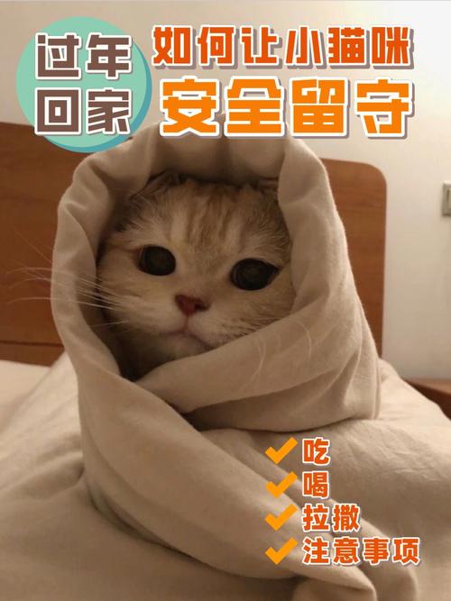 带15只猫回家过年,设计策略快速解答_整版DKJ656.74