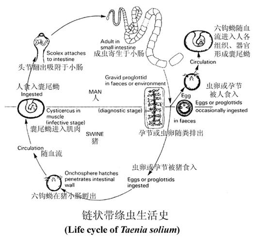 体内排出2.73米绦虫,设计策略快速解答_整版DKJ656.74